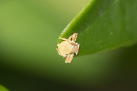 Flower Spider (Thomisus spectabilis) (Thomisus spectabilis)